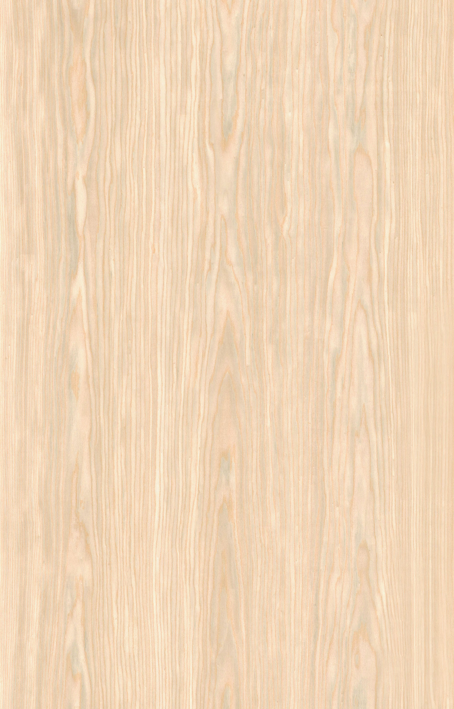 白蜡木F920.jpg