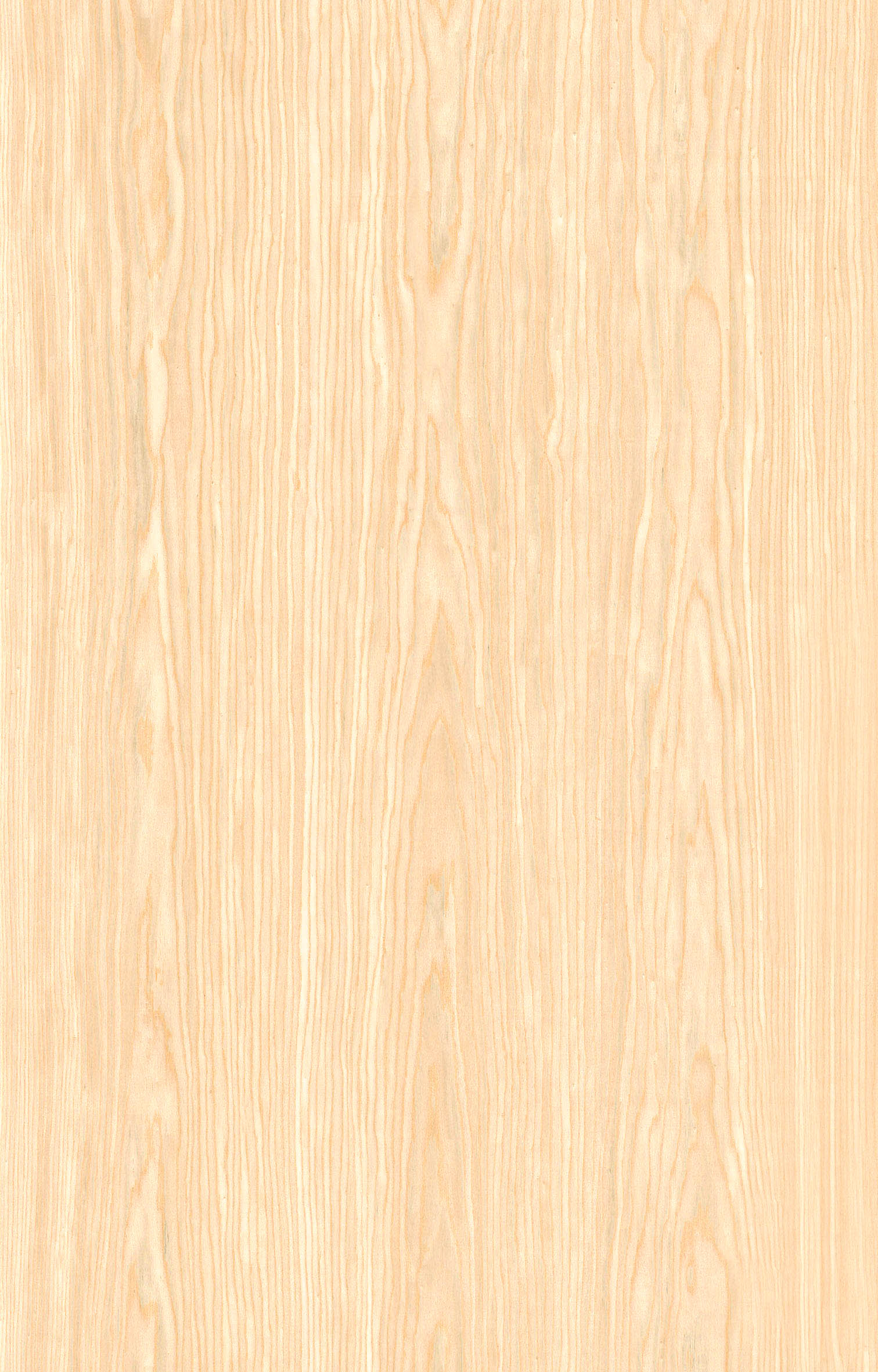 白蜡木F920.jpg